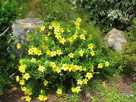 Photographie de Allamanda Jaune