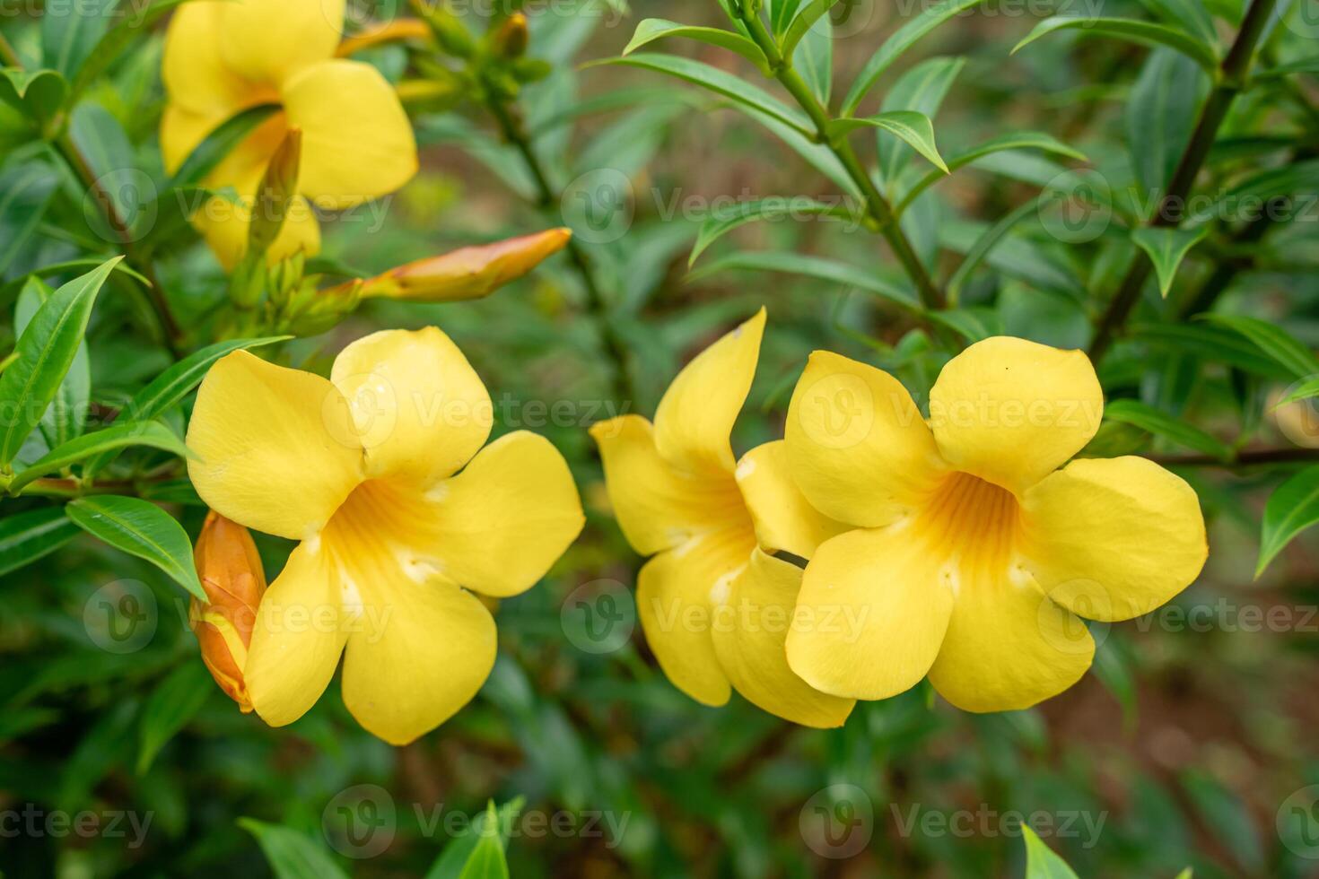 Photographie de Allamanda Jaune