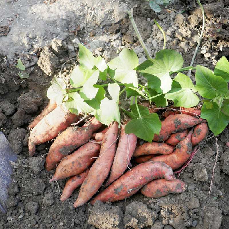 Photographie de Patate Douce