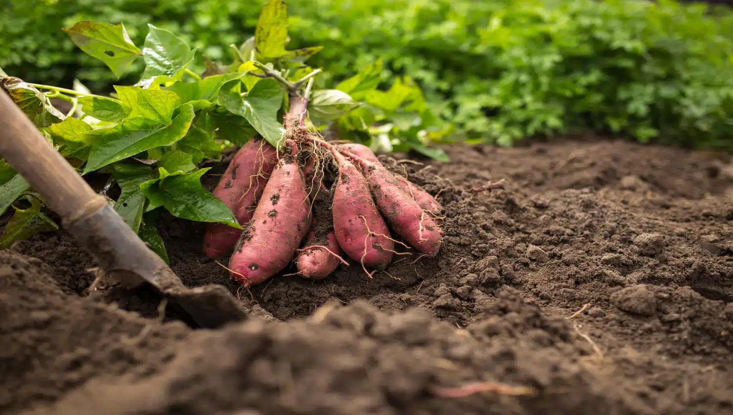 Photographie de Patate Douce