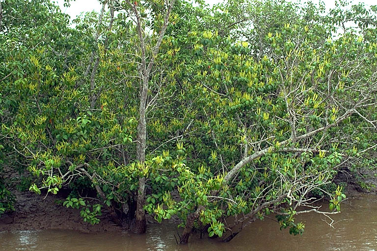 Photographie de Mangrove Laiteuse