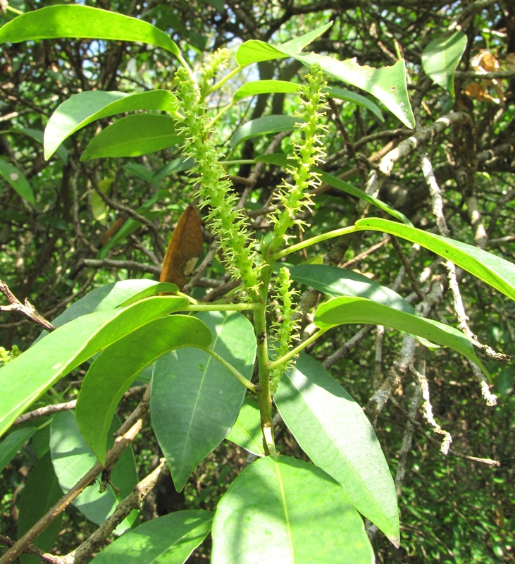 Photographie de Mangrove Laiteuse