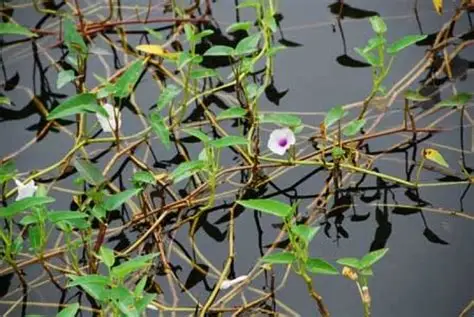Photographie de Liseron d'eau