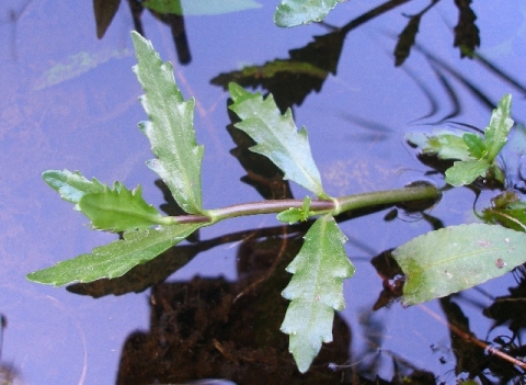 Photographie de Herbe des Marais