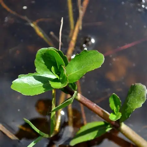 Photographie de Herbe des Marais