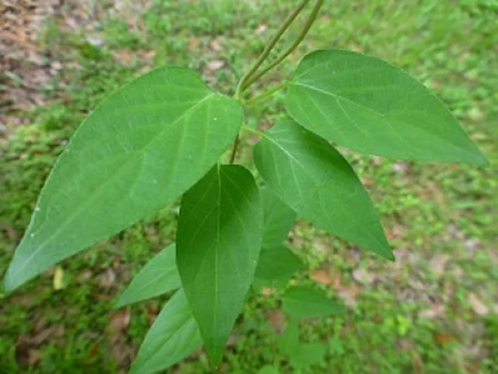Photographie de Vigne de Mouffette