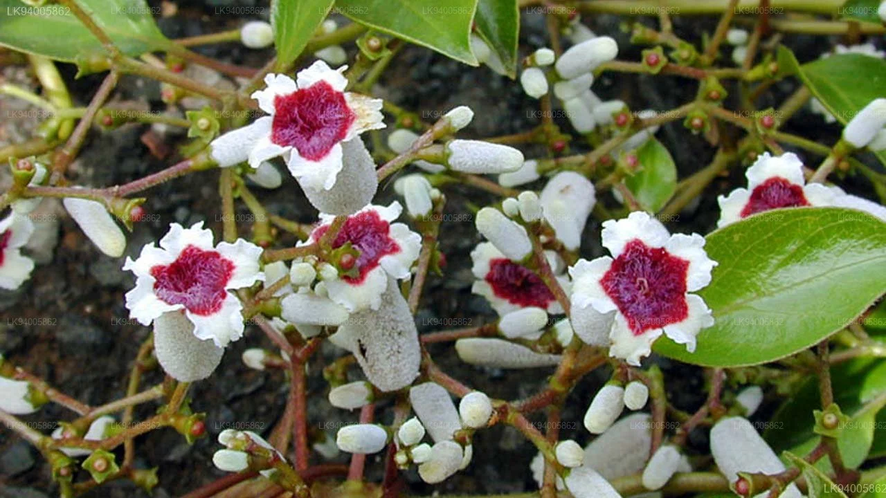 Photographie de Vigne de Mouffette