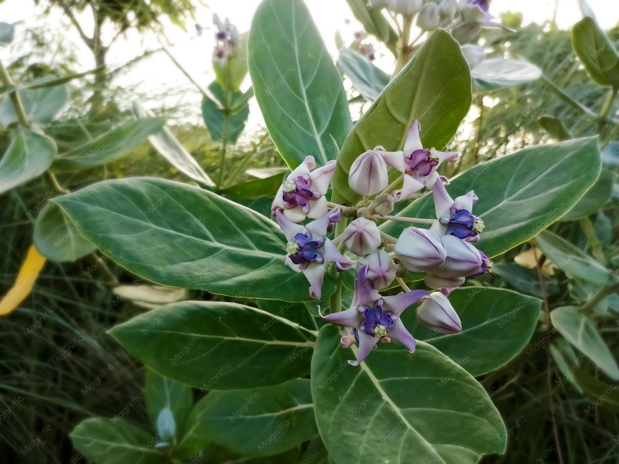Photographie de Fleur de Couronne