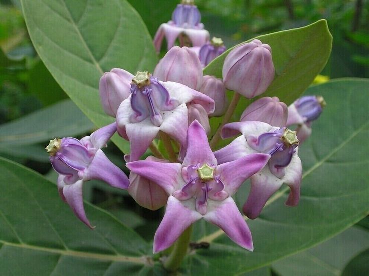 Photographie de Fleur de Couronne