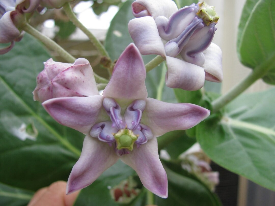 Photographie de Fleur de Couronne