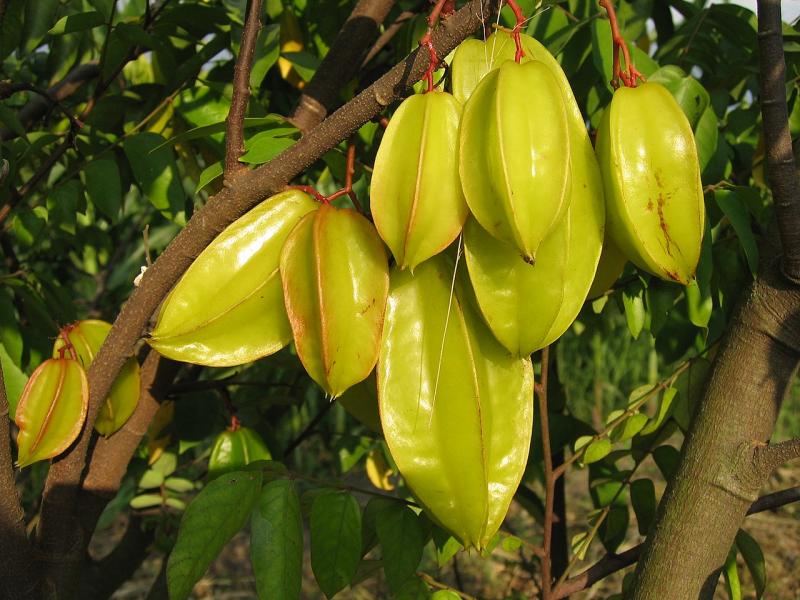 Photographie de Carambolier