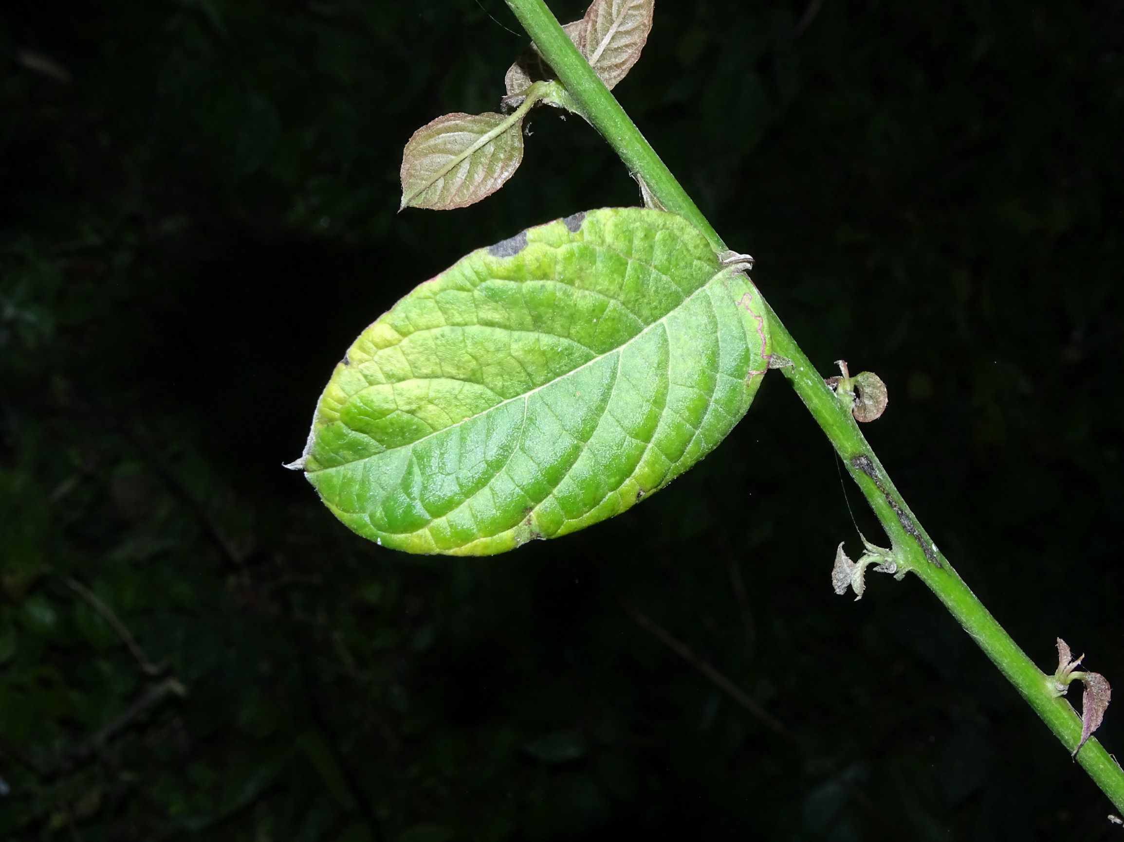 Photographie de Cerf-Arbustif