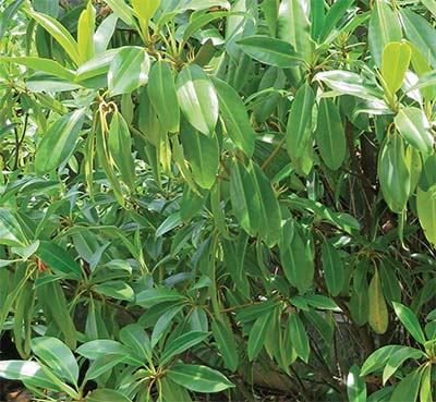 Photographie de Mangrove orange en amont