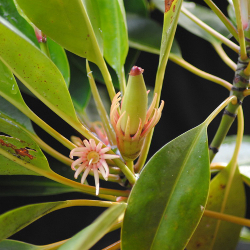 Photographie de Mangrove orange en amont