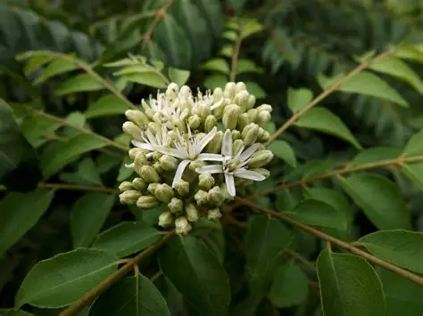 Photographie de Caloupillé