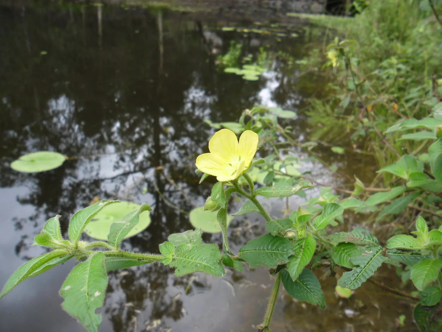 Photographie de Herbe à Bourrique