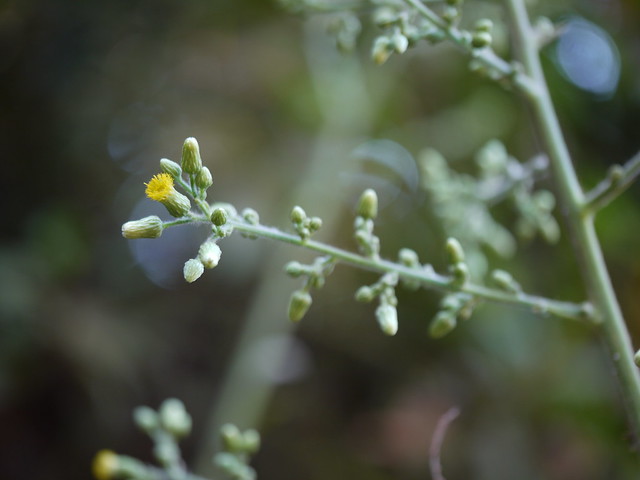 Photographie de Chapa