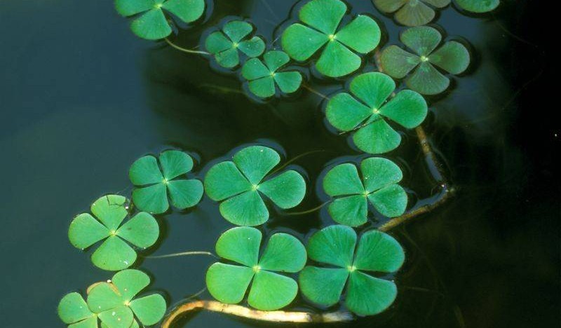 Photographie de Trèfle d'eau à 4 feuilles
