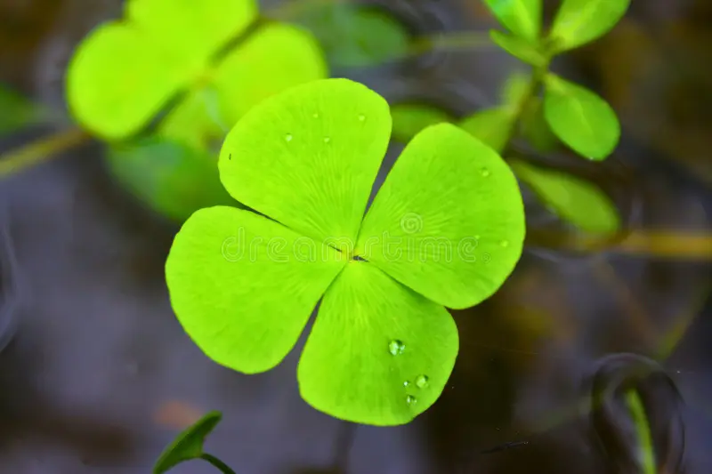 Photographie de Trèfle d'eau à 4 feuilles