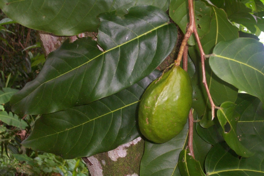 Photographie de Châtaingnier de Tahiti