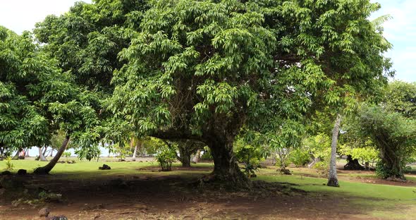 Photographie de Châtaingnier de Tahiti