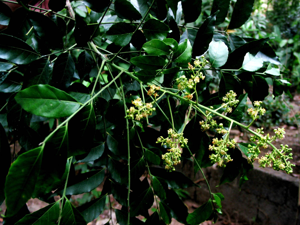 Photographie de Kayumanis