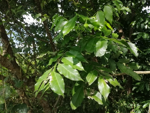 Photographie de Kayumanis