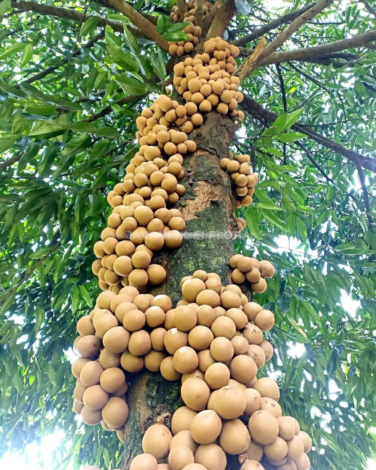 Photographie de Pomme de Kepel