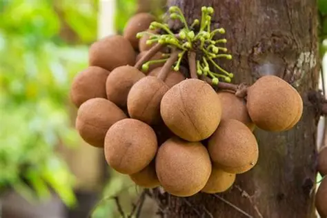 Photographie de Pomme de Kepel