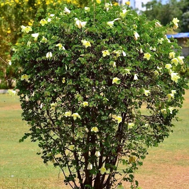 Photographie de Arbre de Saint Thomas
