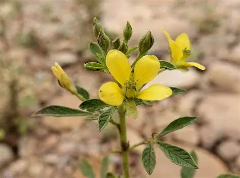 Photographie de Acaya Jaune