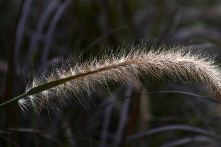 Photographie de Impérate Cylindrique