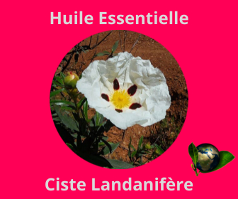 Ciste landanifère HE