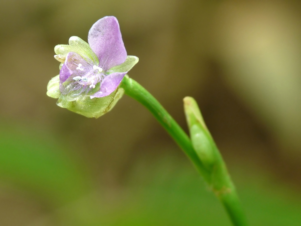 Photographie de Herbe aux Archons