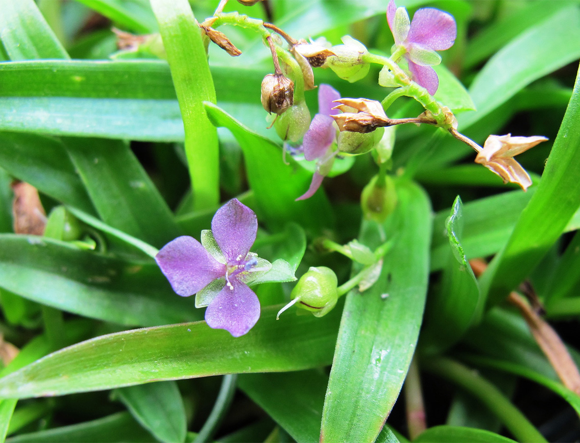 Photographie de Herbe aux Archons