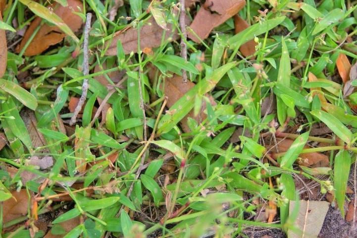 Photographie de Herbe aux Archons