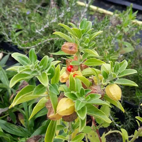 Photographie de Ashwagandha