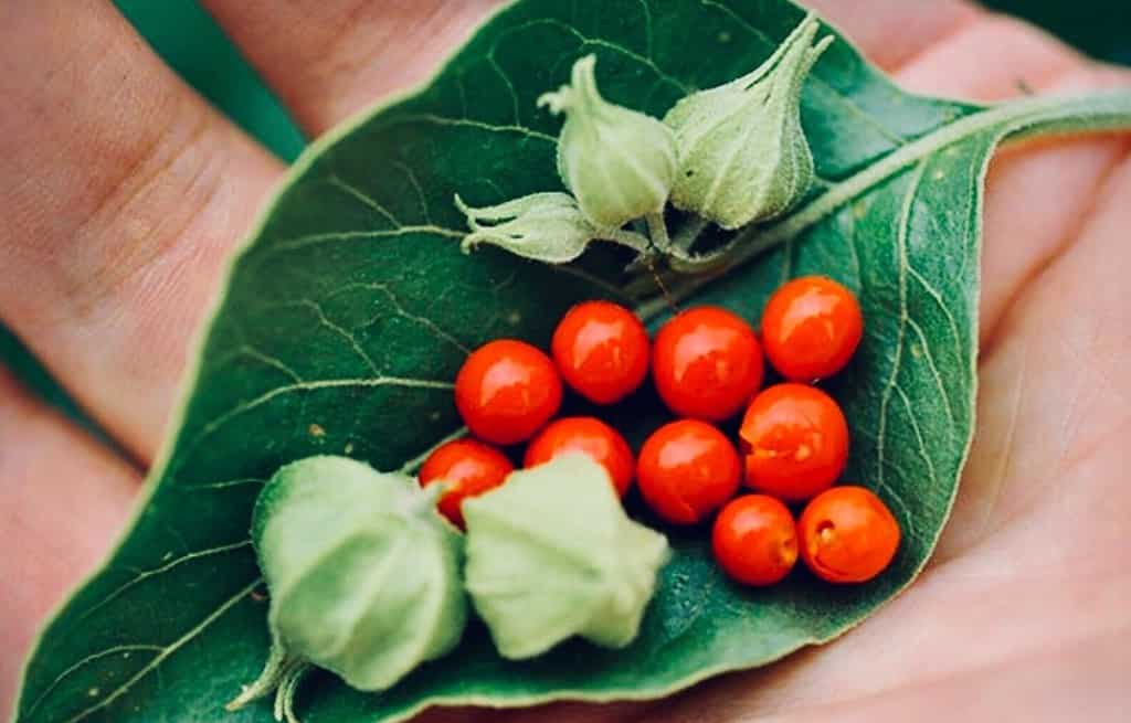 Photographie de Ashwagandha