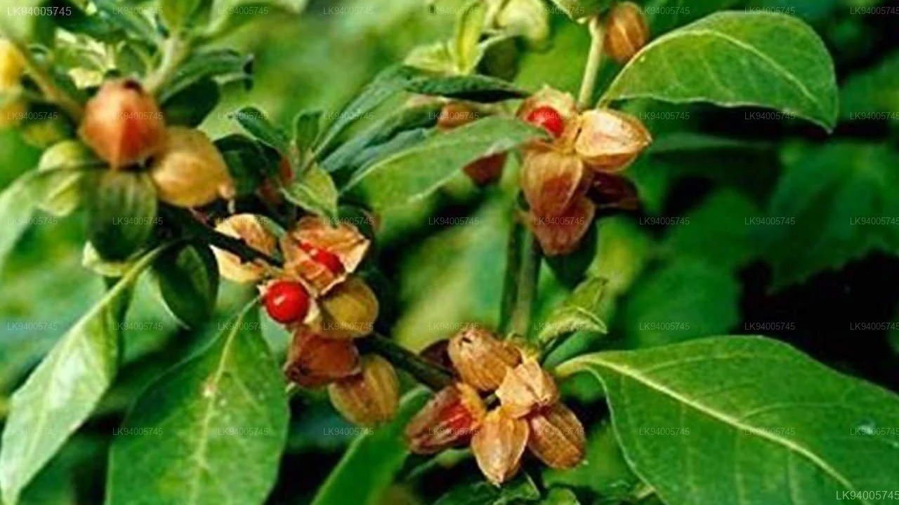 Photographie de Ashwagandha