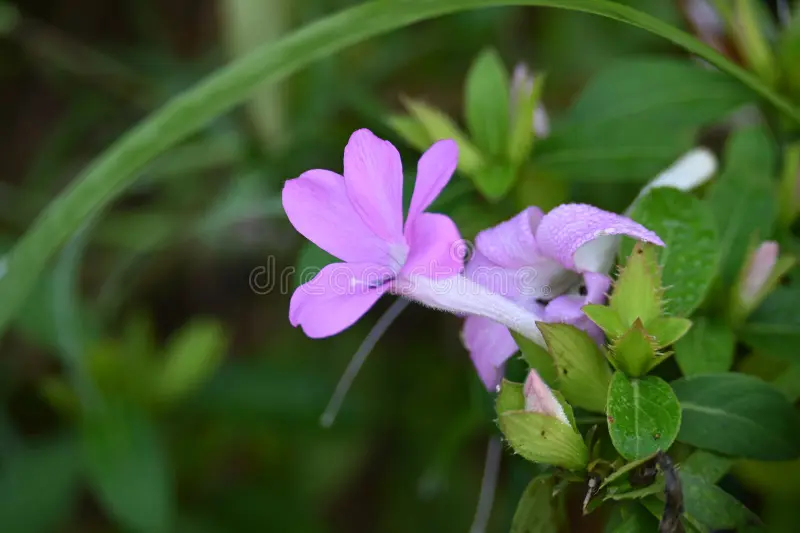 Photographie de Violette des Philippines