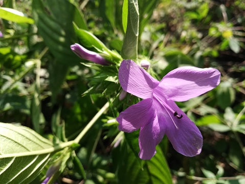 Photographie de Violette des Philippines