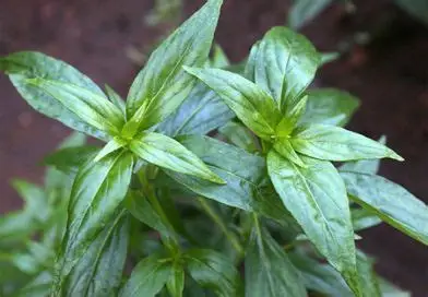Photographie de Chirette Verte