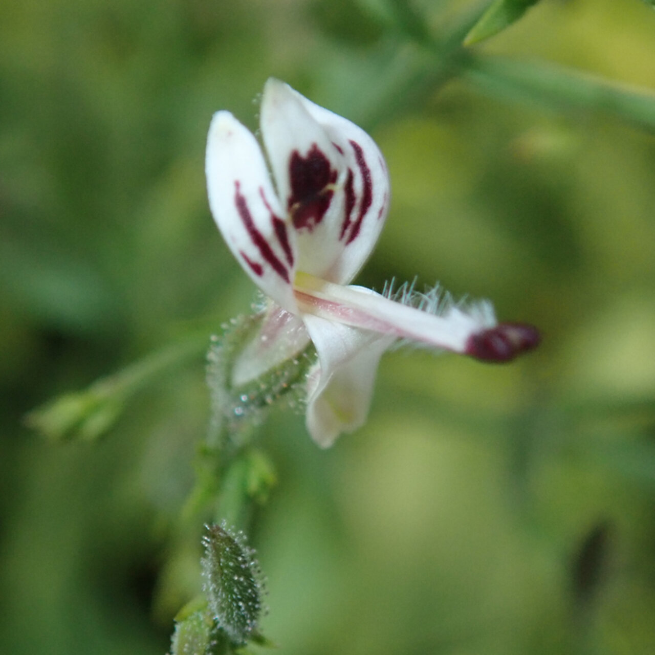 Photographie de Chirette Verte