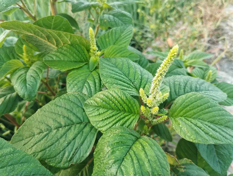 Photographie de Amarante Verte
