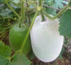 Photographie de Courge Cireuse