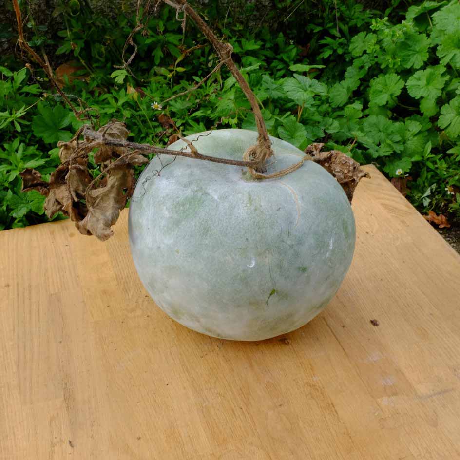 Photographie de Courge Cireuse