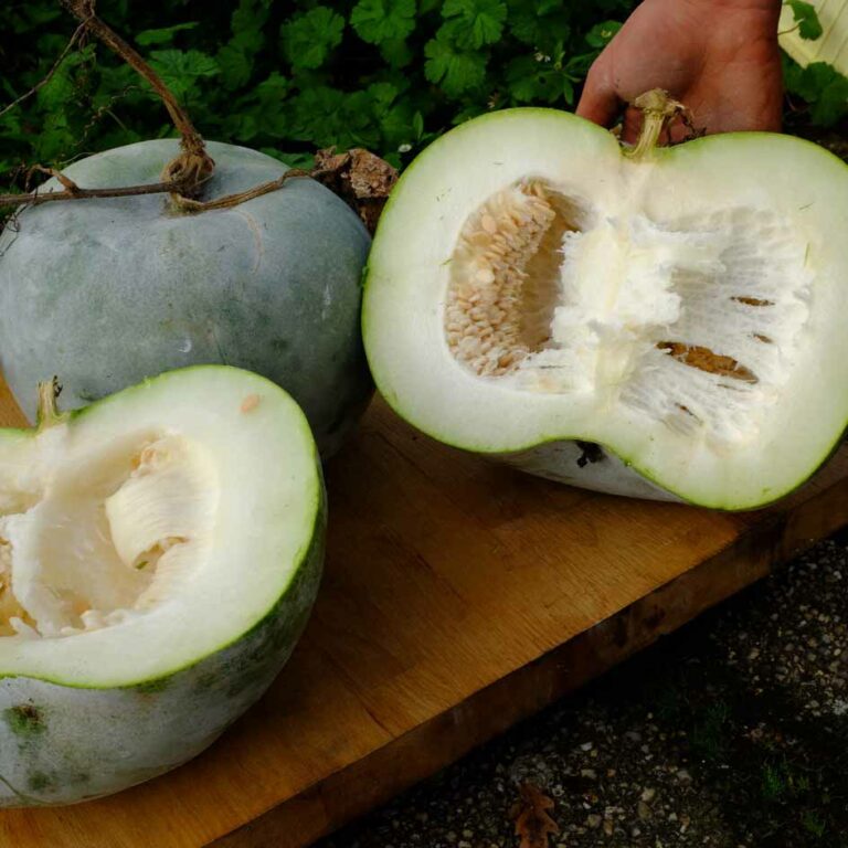 Photographie de Courge Cireuse