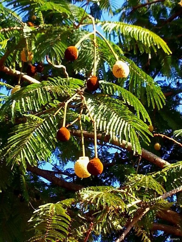 Photographie de Arbre à Haricots
