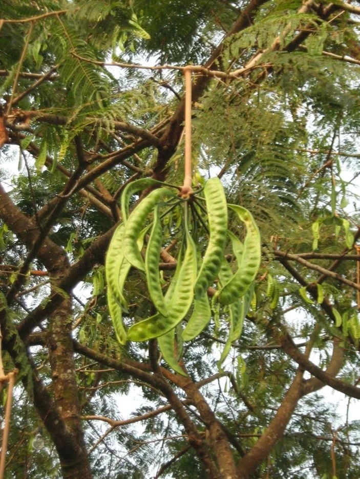Photographie de Arbre à Haricots