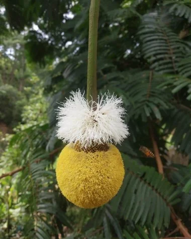 Photographie de Arbre à Haricots